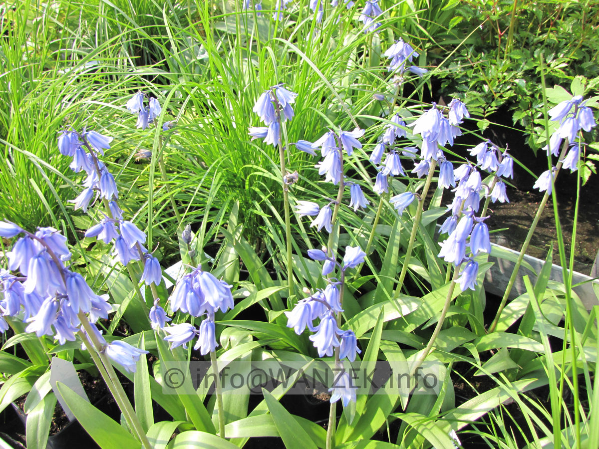 Hyacinthoides hispanica Excelsior1.JPG